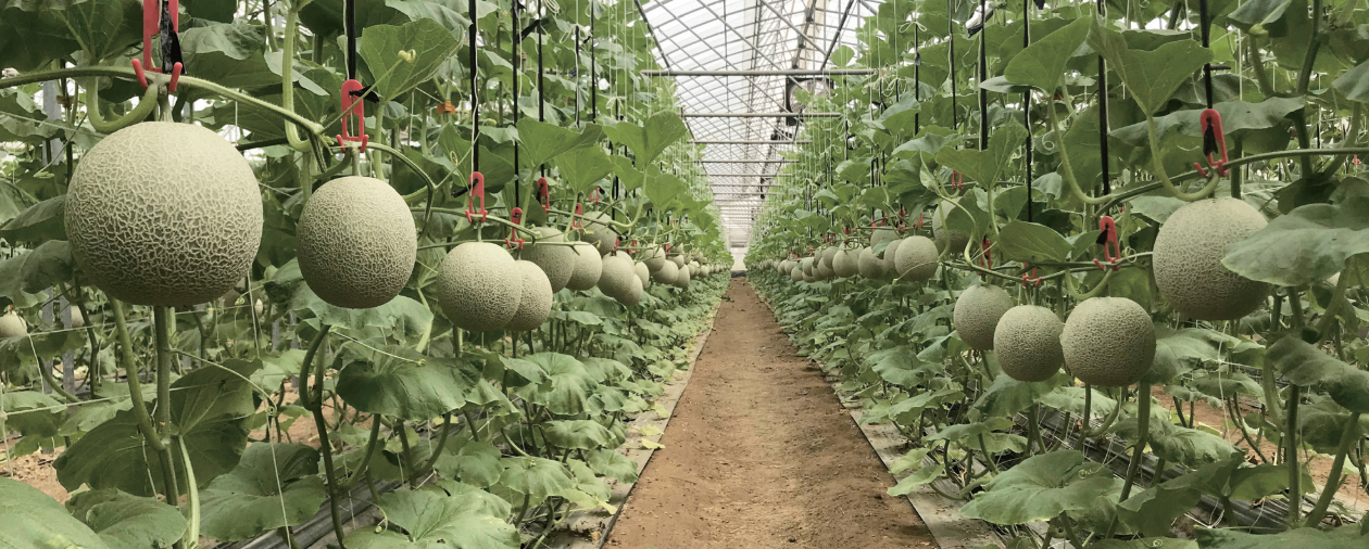 【寶島最給力】不怕中暑的台版洋香瓜，台中農改場育種有成