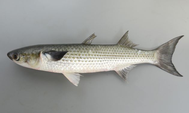 鹽水烏卡好吃雞肉箍 – 烏魚文化
