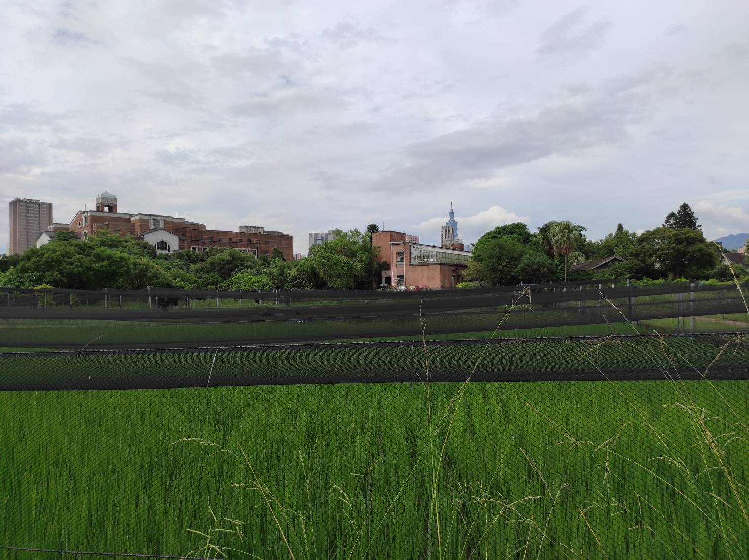 台北101和稻田合影！都市的桃花源－－台大農場農藝分場