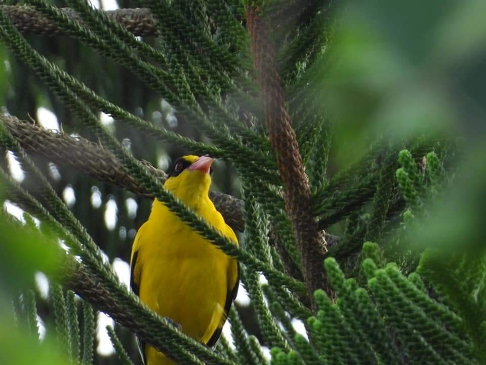 保障漁民權益 永續野鳥生態環境 漁電共生新方案