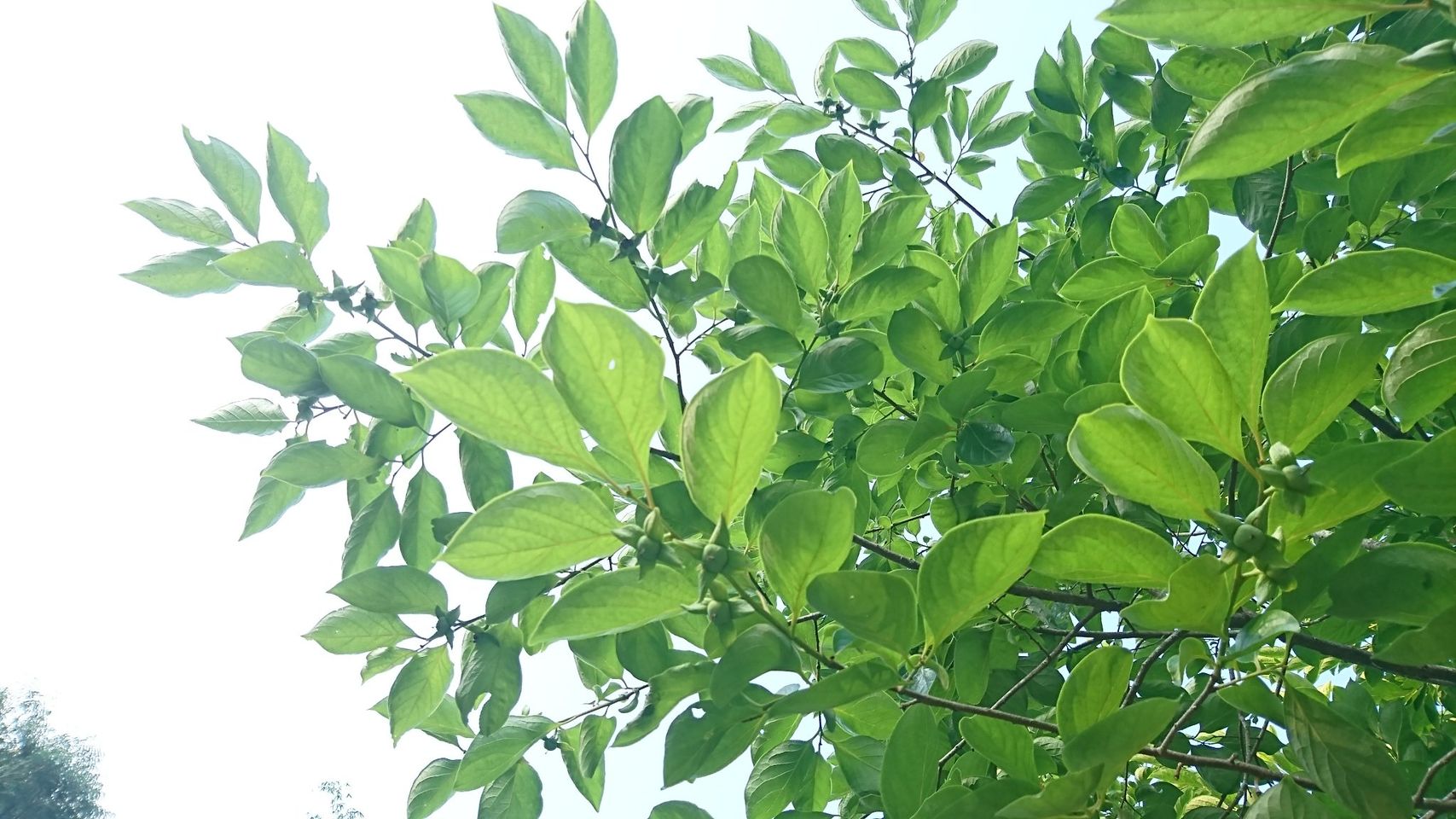 葉淑玲的柿藥園，吃草不吃藥，藥食農同源，一起向大自然學習