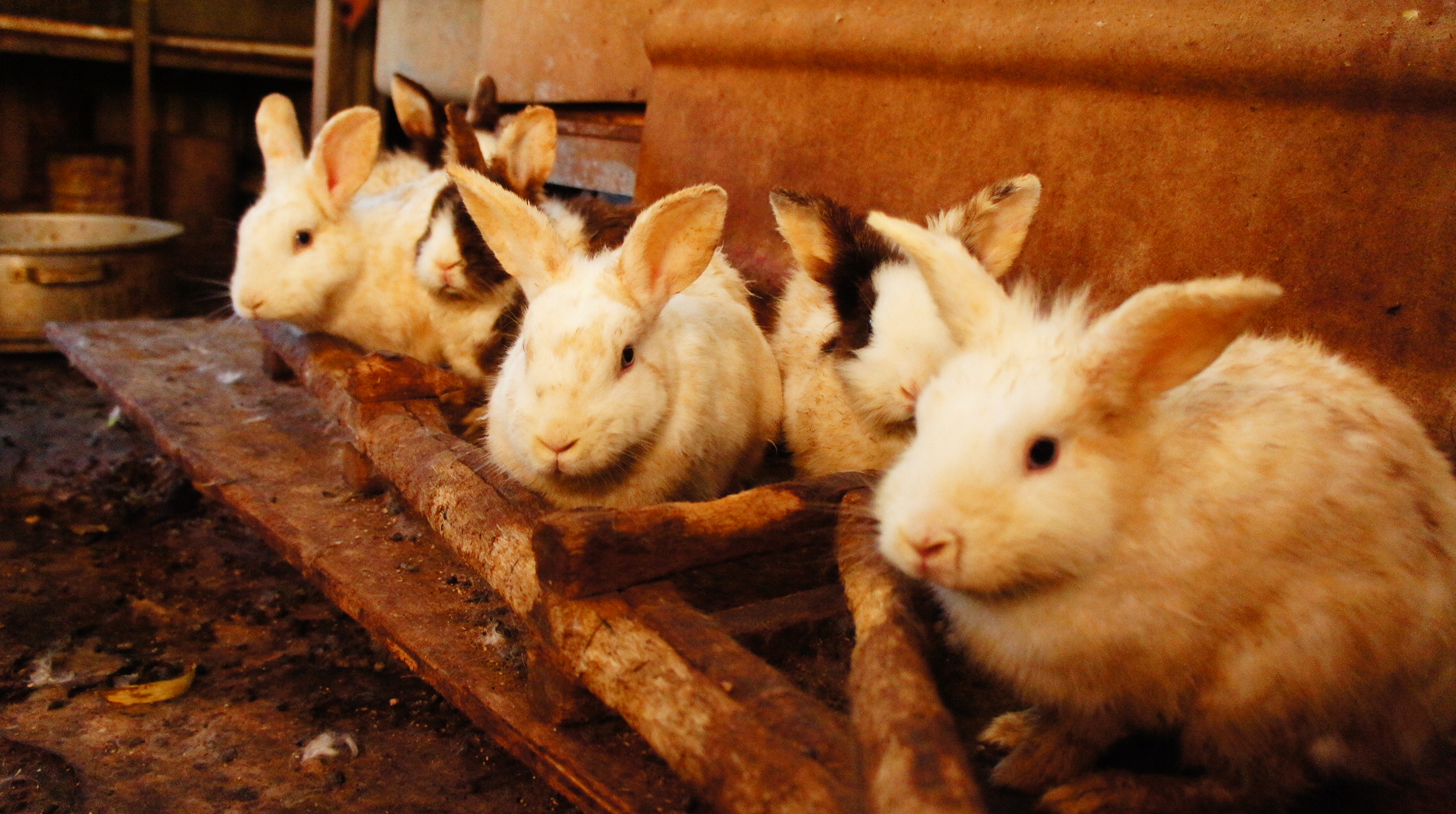 不要再亂養了！打破兔、鼠、刺蝟飼養「十大迷思」