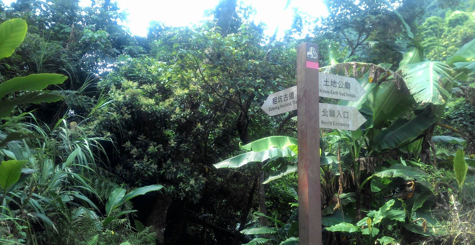 樟之細路－－滿是綠意和桐花之美的小粗坑古道