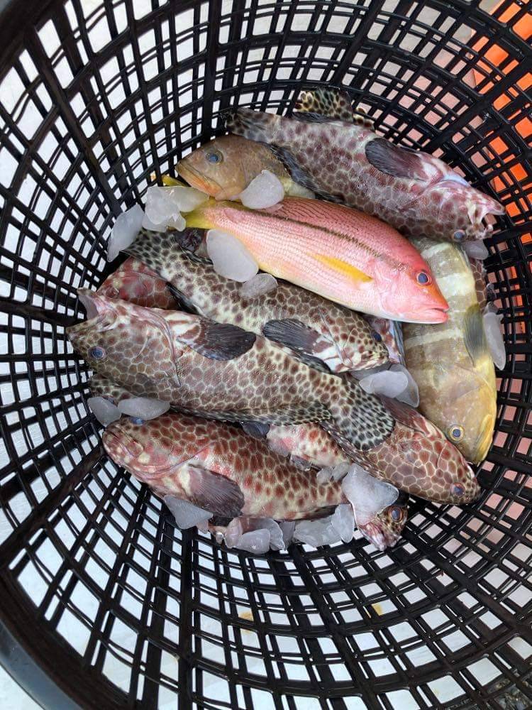 魚類學者帶大家逛魚市場