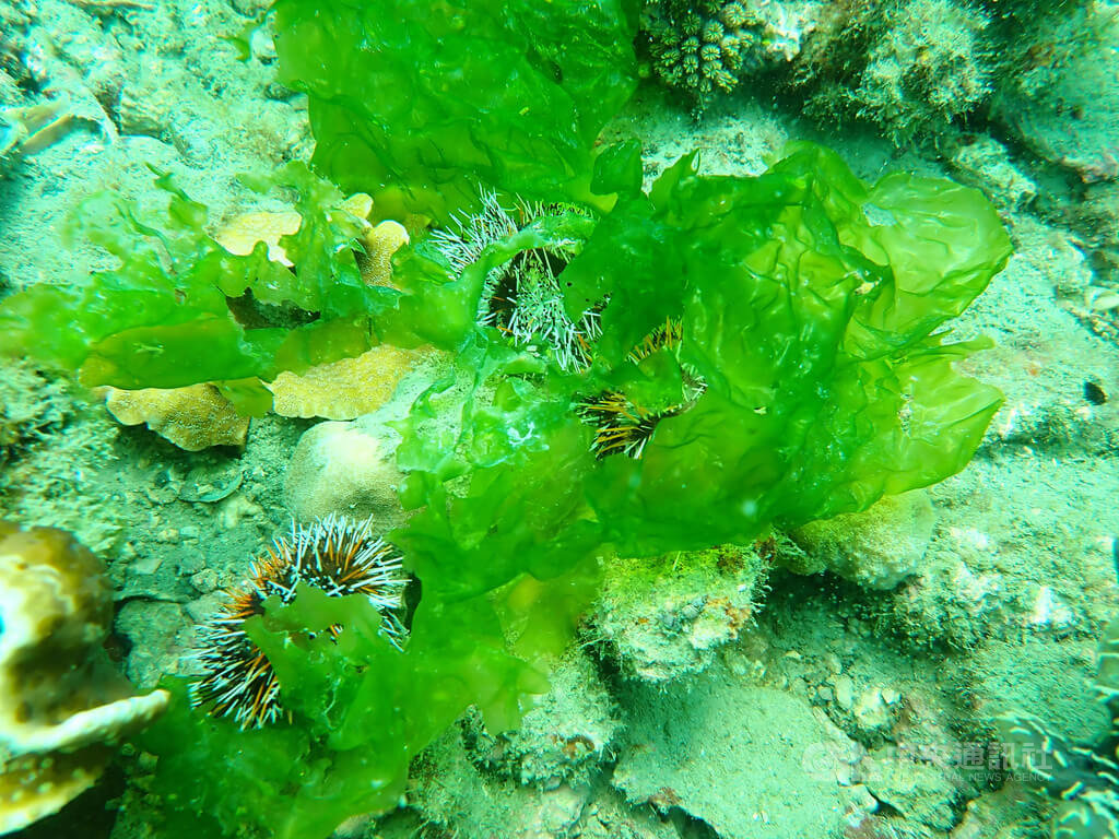 澎湖水試所澎湖海域復育 放流膽貝  豐富海洋生態