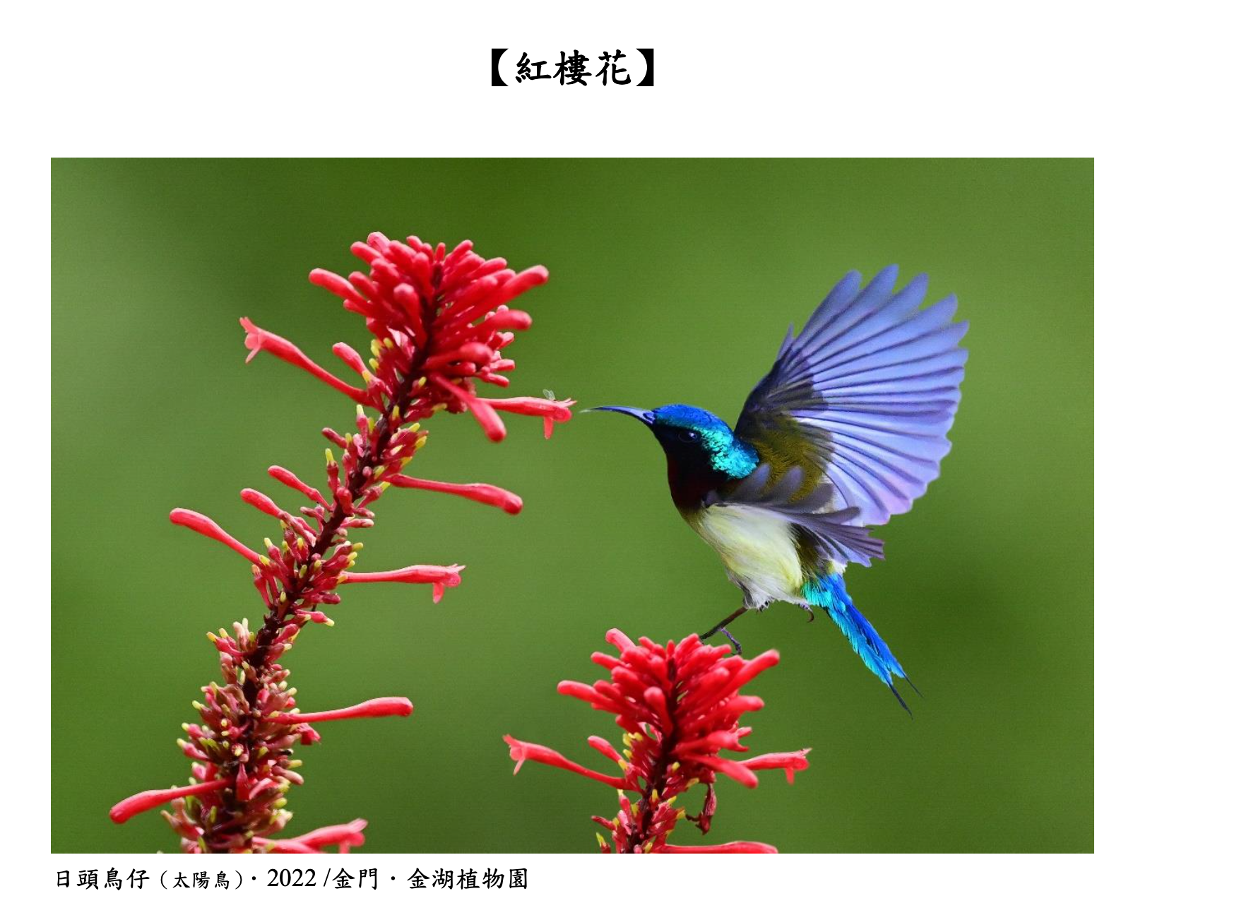 紅樓花
