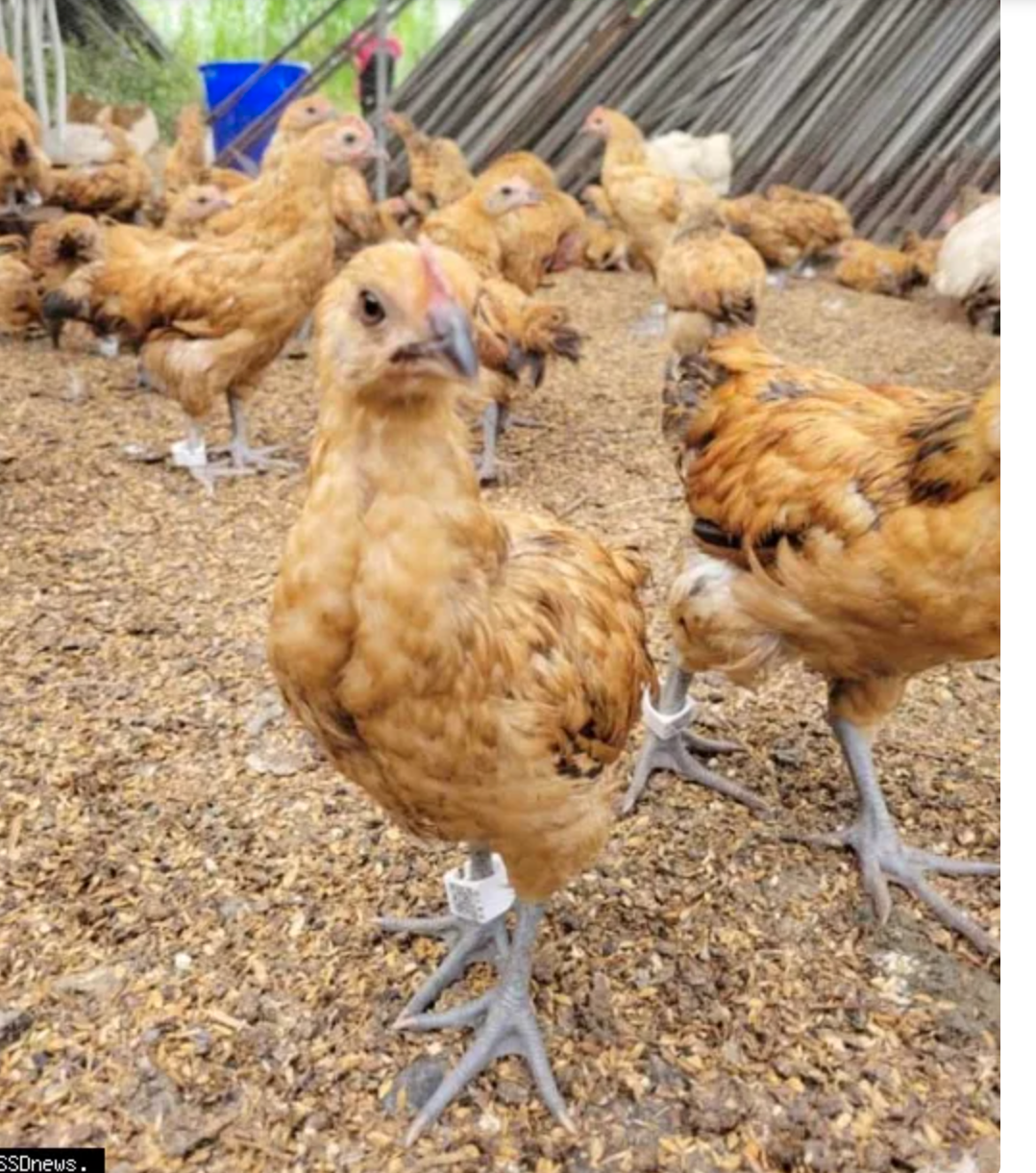 原鄉友善飼養好「雞」會