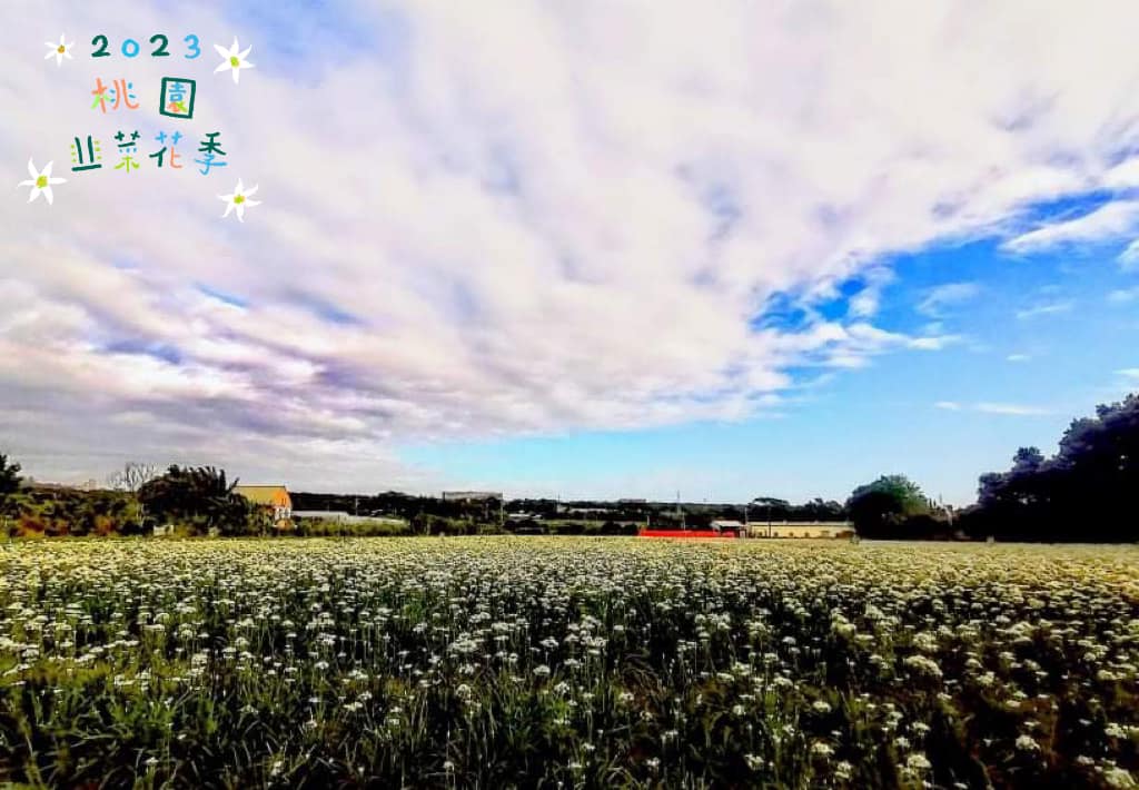 九月雪迎賓  大溪韭菜花節