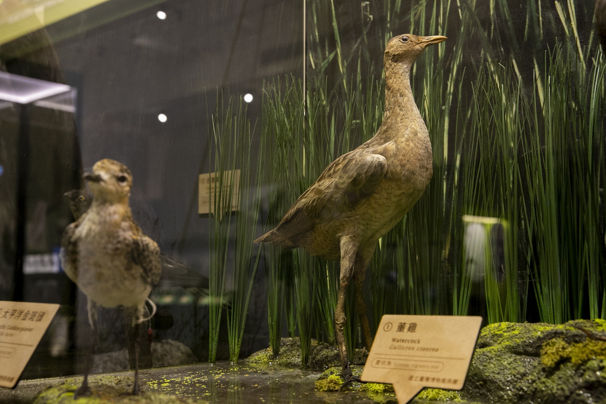 臺博館 漂鳥集-臺灣候鳥展