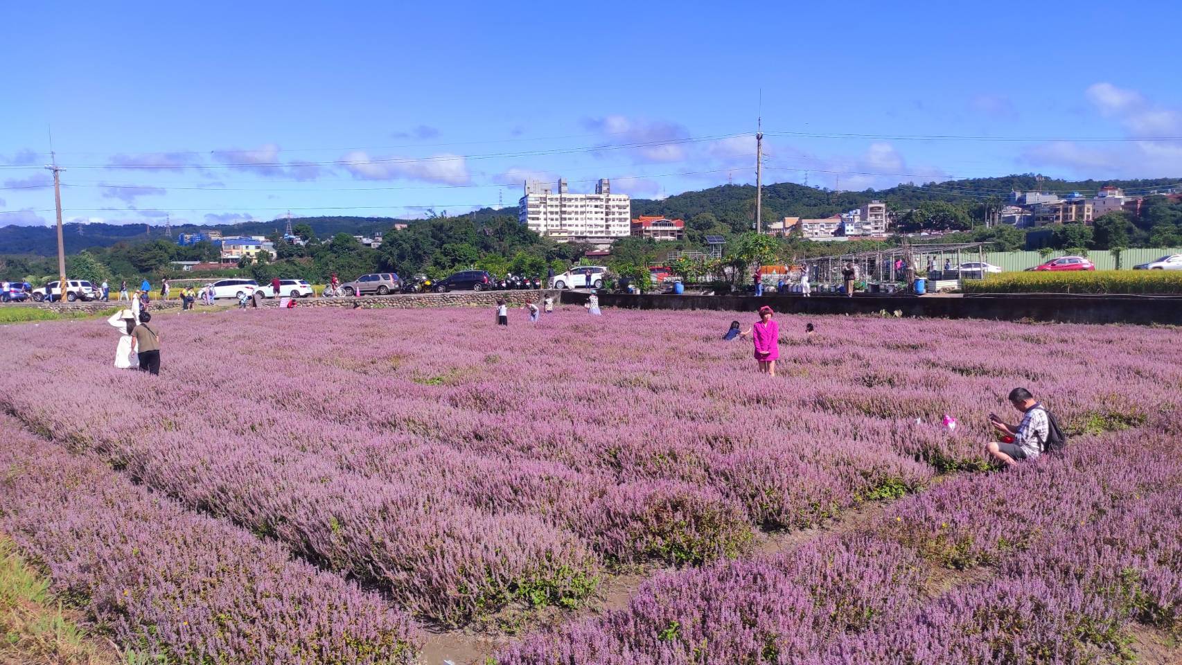「仙草一分田」的仙草奇緣－－2023關西仙草花生活節浪漫登場