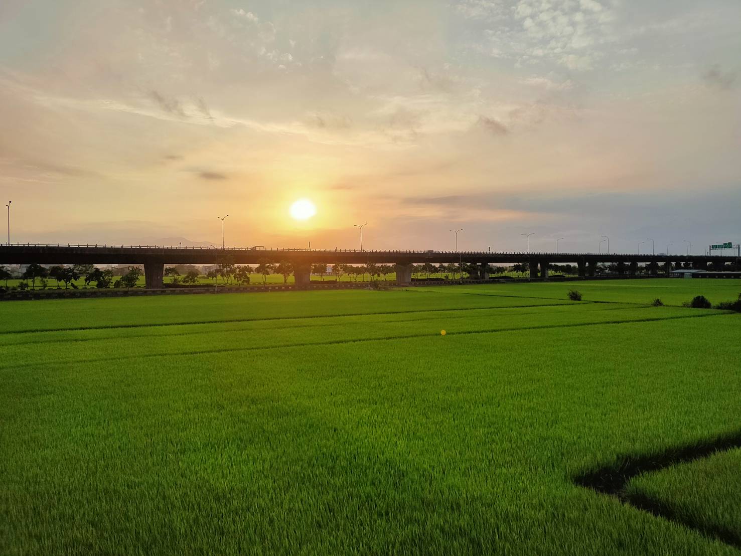 臺灣稻子的成長過程