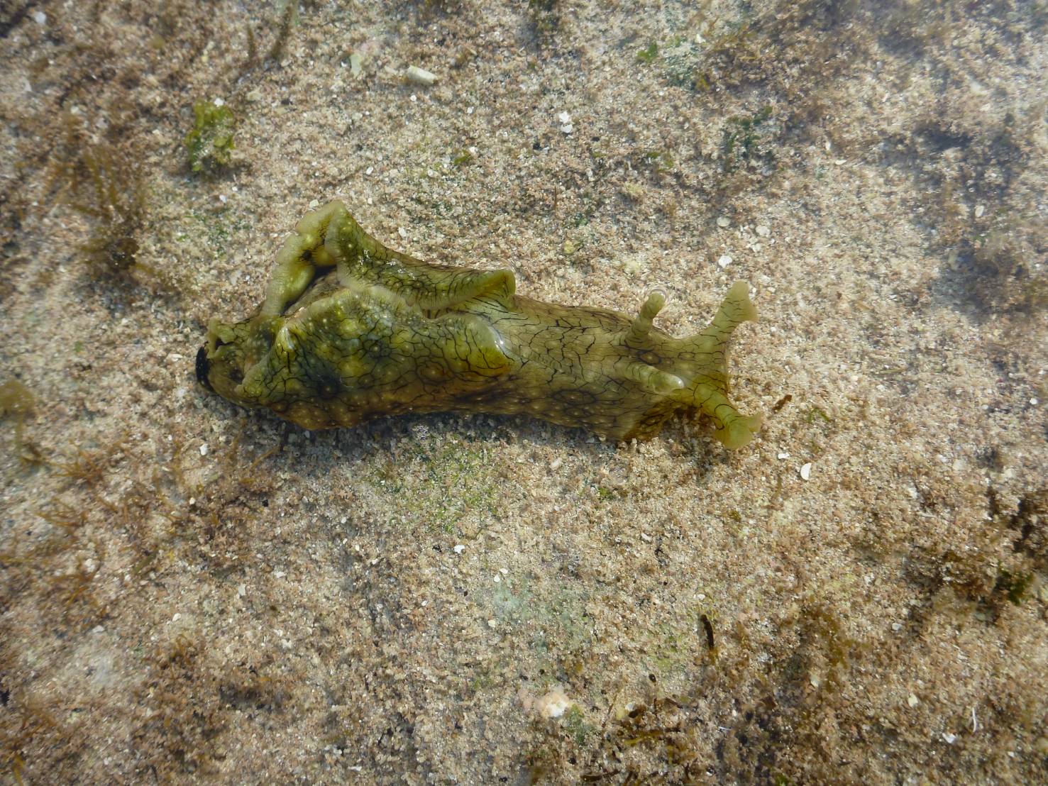 談談海裡面這些沒有骨氣的
