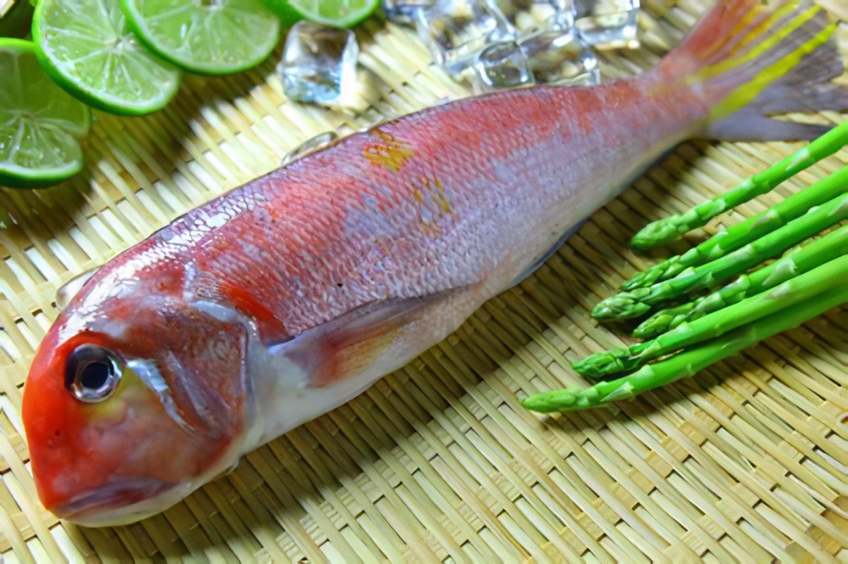 遇見馬頭魚