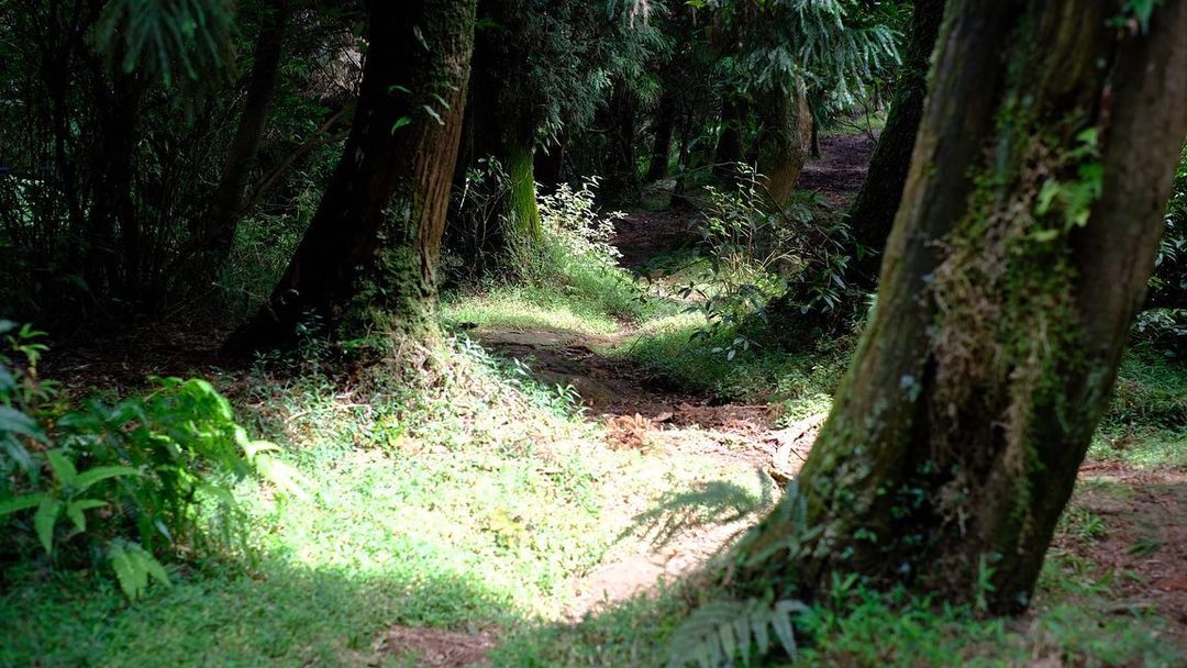 春日健行頂山石梯嶺步道