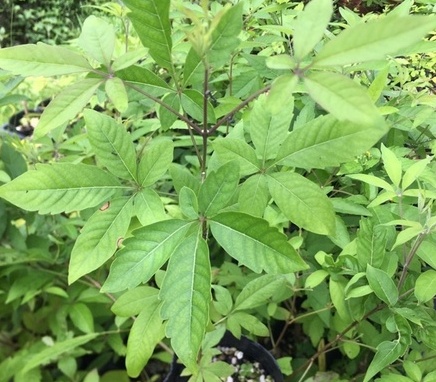 走訪屏東隘寮社區，探索「黃荊」傳奇！