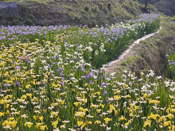 鳶尾花梯田  石門嵩山社區