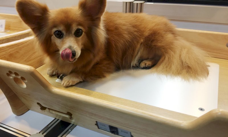 檢疫新規 不含牛成分犬貓食品可攜帶入境