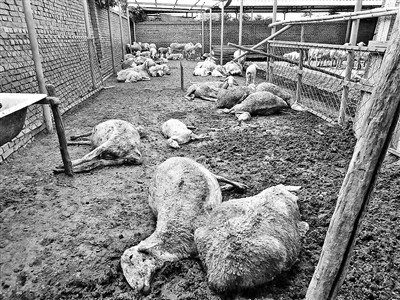 中國驚傳毒大蔥  百頭羊被毒死