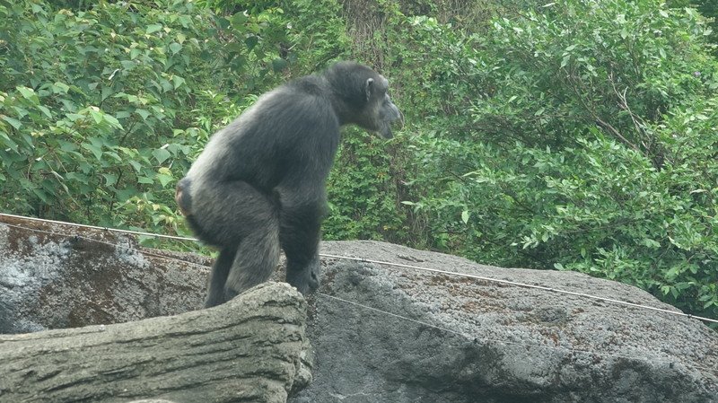 動物園黑猩猩逃脫 園方：都按SOP處理