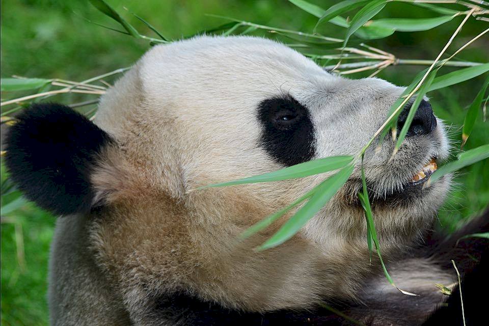 愛丁堡動物園：英國唯一雌性貓熊未懷孕