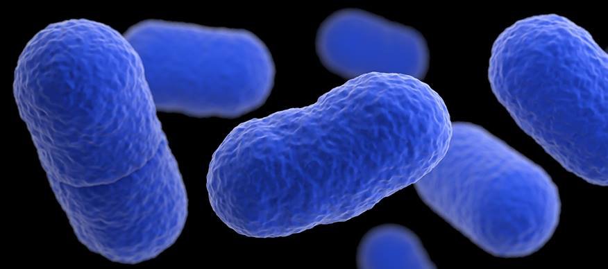 李斯特菌汙染甜瓜 澳洲傳3死亡例