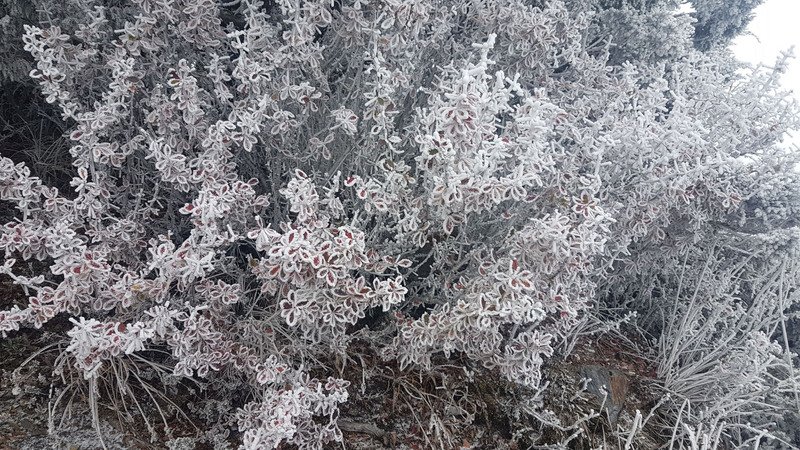 冷氣團發威 玉山降今年入冬初雪