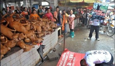 中國大陸逾20省市 恐出現毒狗肉