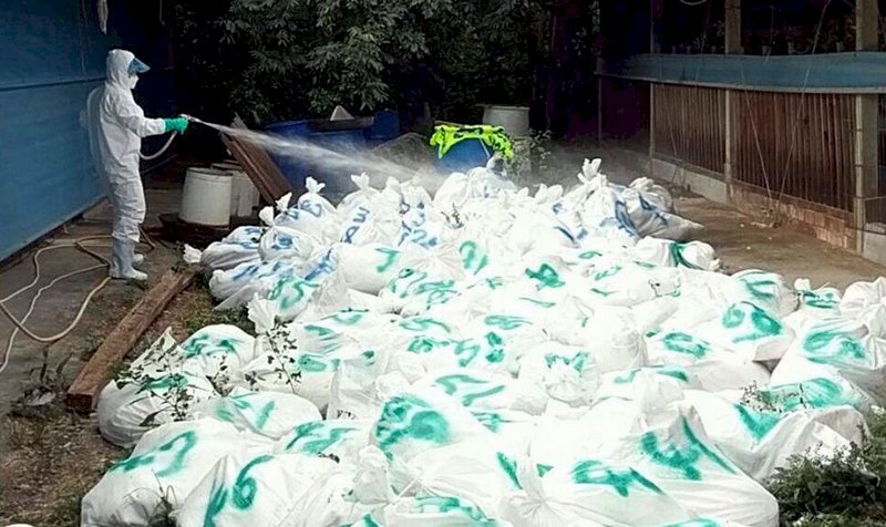 嘉義火雞場染禽流感 撲殺近5千隻