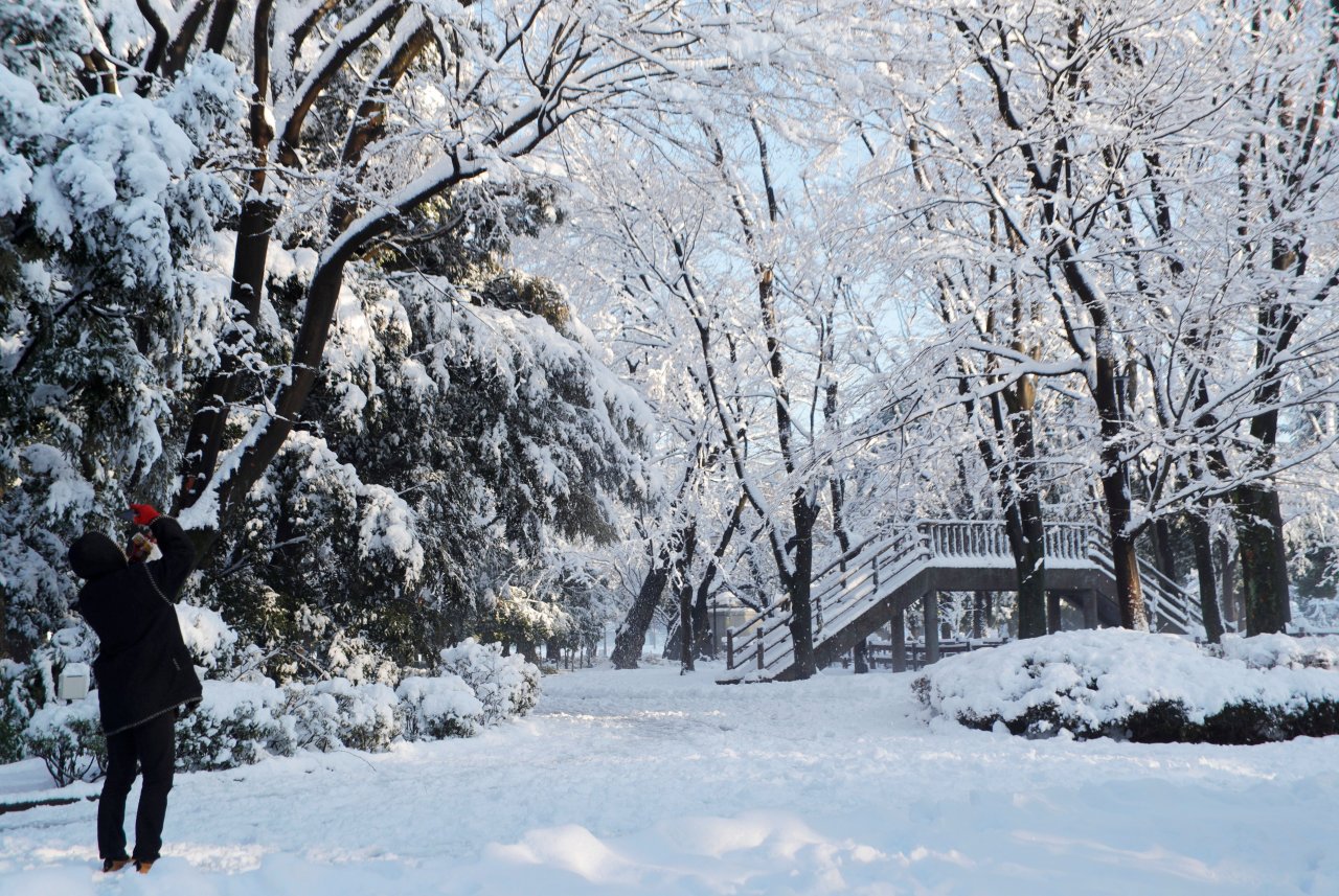 20公分積雪覆蓋東京 一早忙開挖