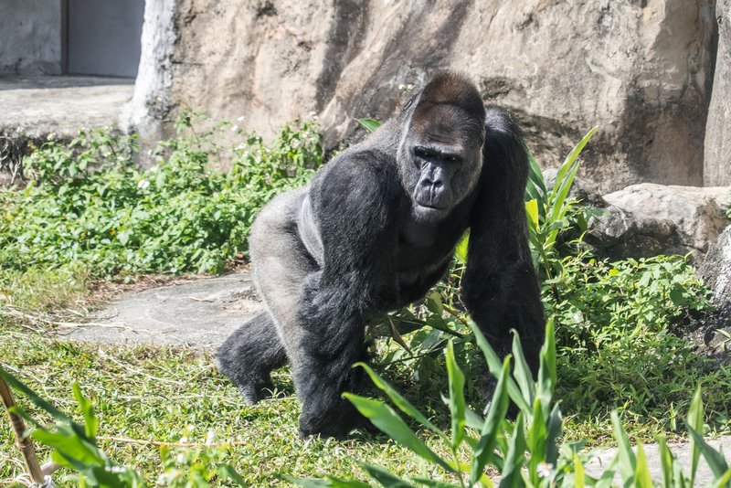 動物園金剛猩猩「寶寶」 將赴荷娶親繁殖