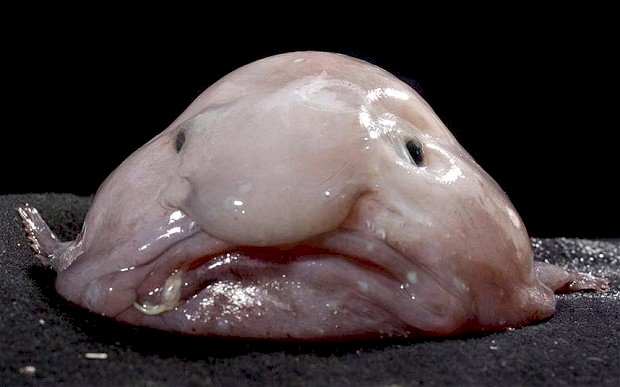 澳洲捕獲百種罕見魚 全球最醜動物上門