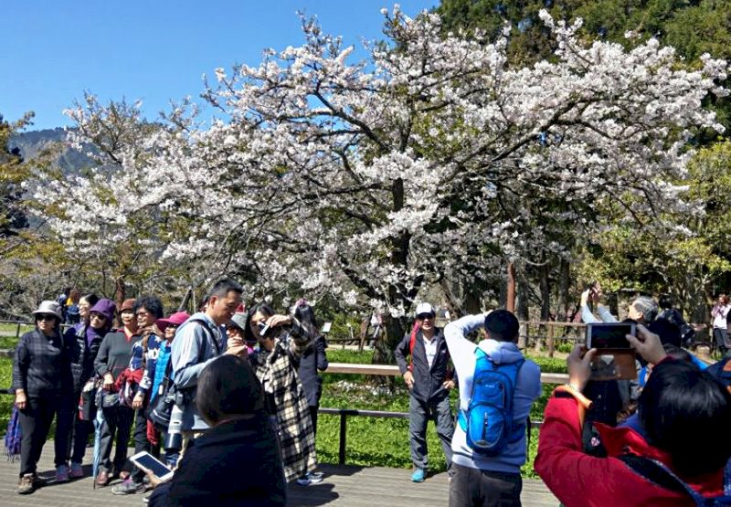 阿里山櫻王滿開 賞花趁早