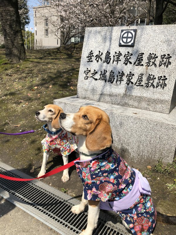 台灣火蟻偵測犬首度登日秀本領 超吸睛