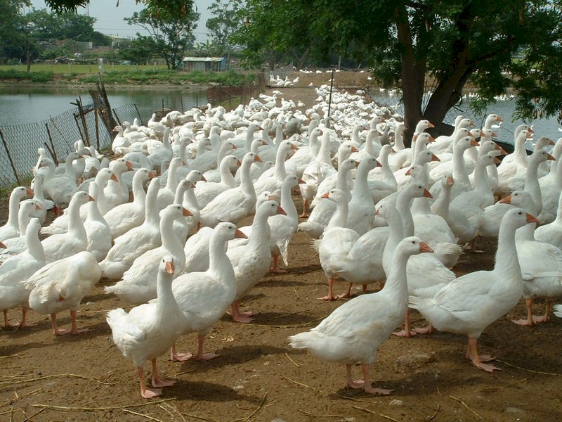 雲林鵝場染H5N2  撲殺近千隻