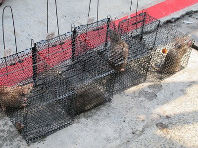 男子染漢他病毒 今年首例