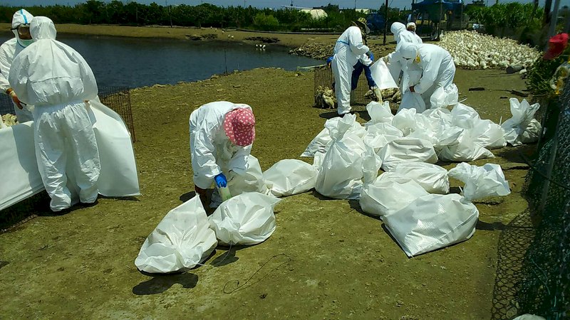 彰化芳苑傳禽流感 撲殺逾2500隻肉鴨