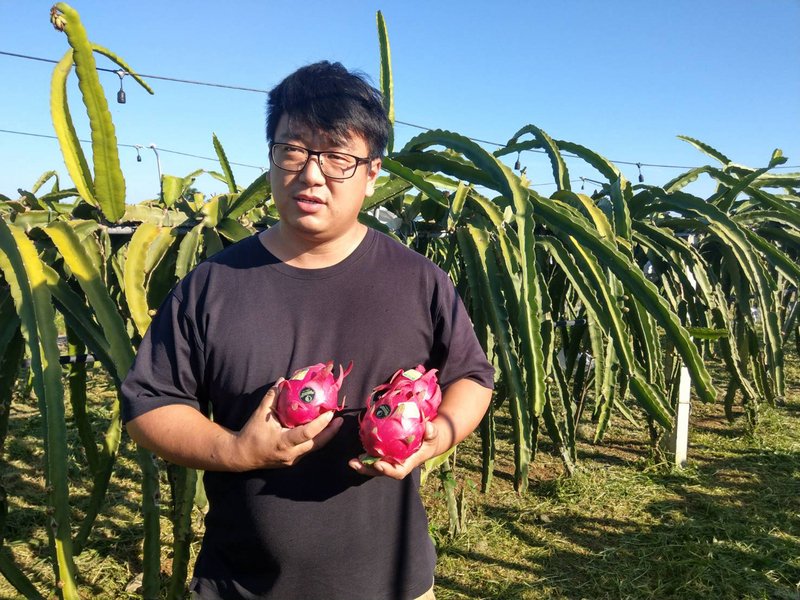 紅龍果不步鳳梨後塵 農委會調節措施上陣