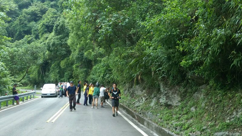 小黑熊跑上省道引圍觀 專家：應淨空現場