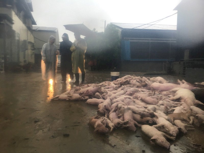 豪雨致豬隻溺斃 賴揆：全力協助清運及消毒
