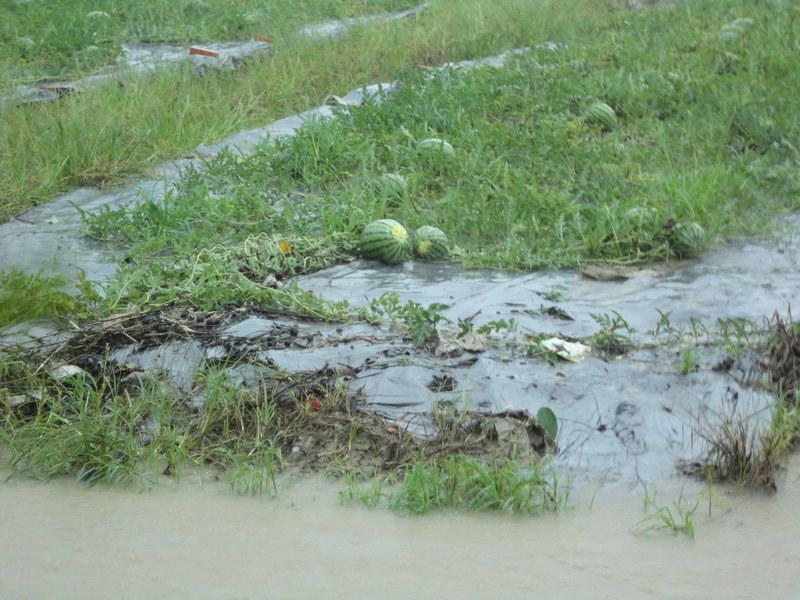 豪雨農損金額近7.5億元