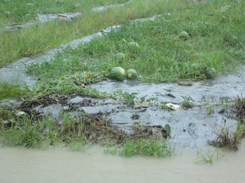 豪雨重創 農業災損逾3億元