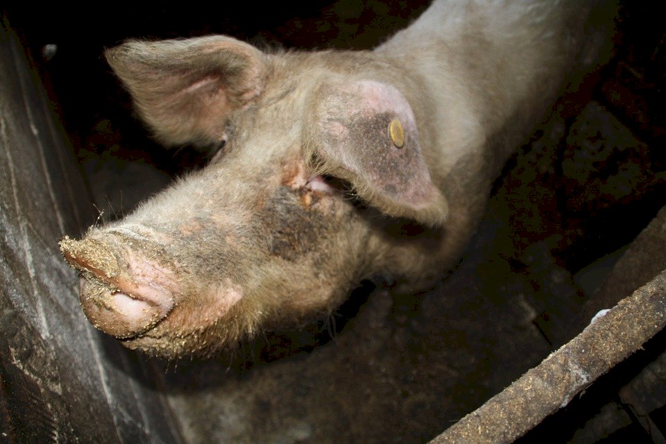 越南淪陷 驗出8豬場染非洲豬瘟