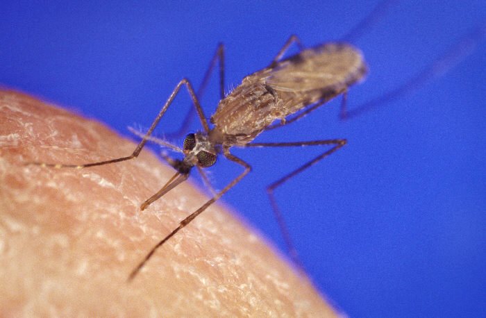 氣候變遷導致瘧疾感染增加