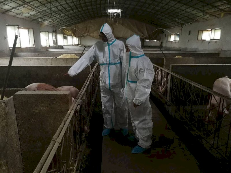 業者賄賂獸醫開證明 非洲豬瘟自遼寧傳入內蒙