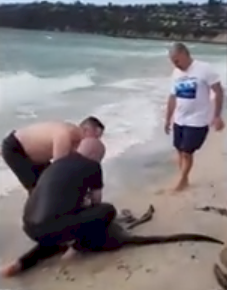 澳洲袋鼠落海 警方CPR救回一命