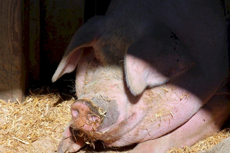 越南非洲豬瘟疫情擴大 增至7個省市淪陷
