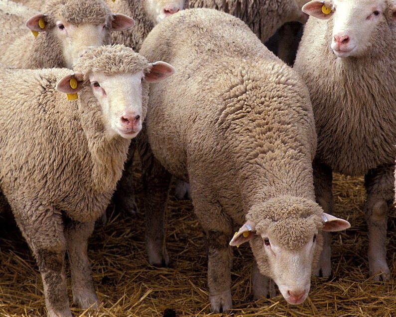 綿羊活活熱死 澳洲每年3個月禁出口至中東