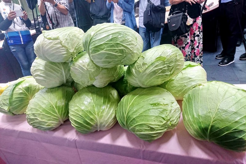 高麗菜價又跌登記制失效？ 農糧署：價格比去年好且合理