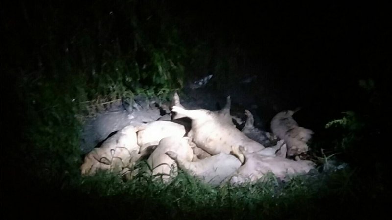 花蓮棄置死豬 確認未感染非洲豬瘟