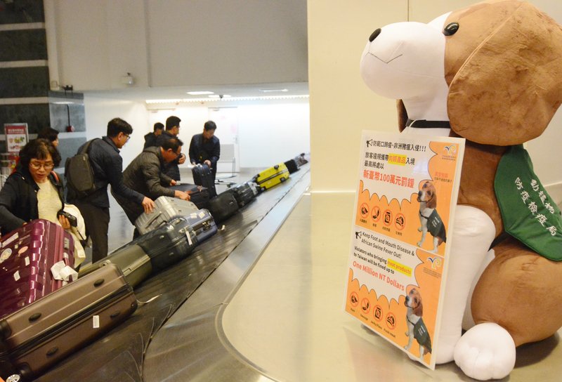 10件肉品驗出非洲豬瘟 檢出頻率更密集